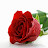 Rosy de Mauricio